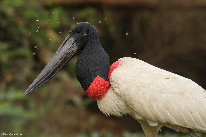 Jabiru Behavior