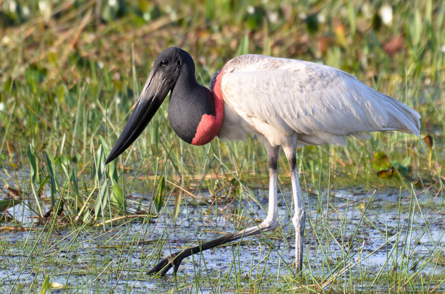 Jabiru Characteristics