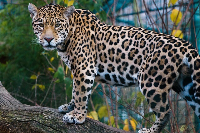 Jaguar Behavior