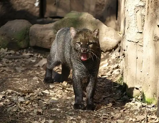 Jaguarundi Behavior