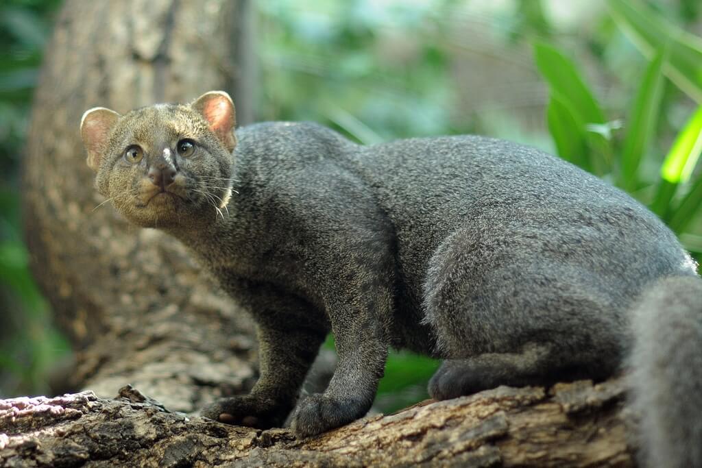 Jaguarundi Characteristics