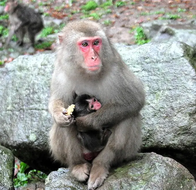 Japanese Macaque Behavior