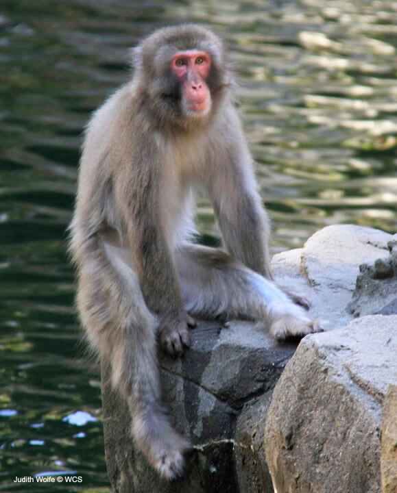 Japanese Macaque Characteristics