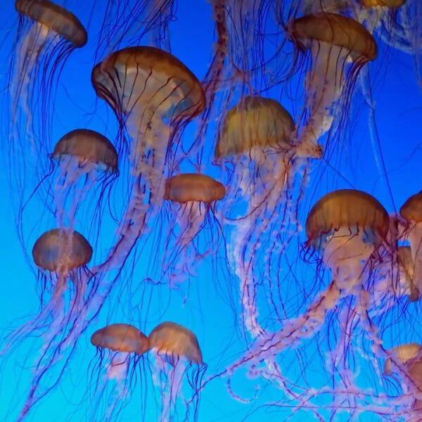 Jellyfish Behavior