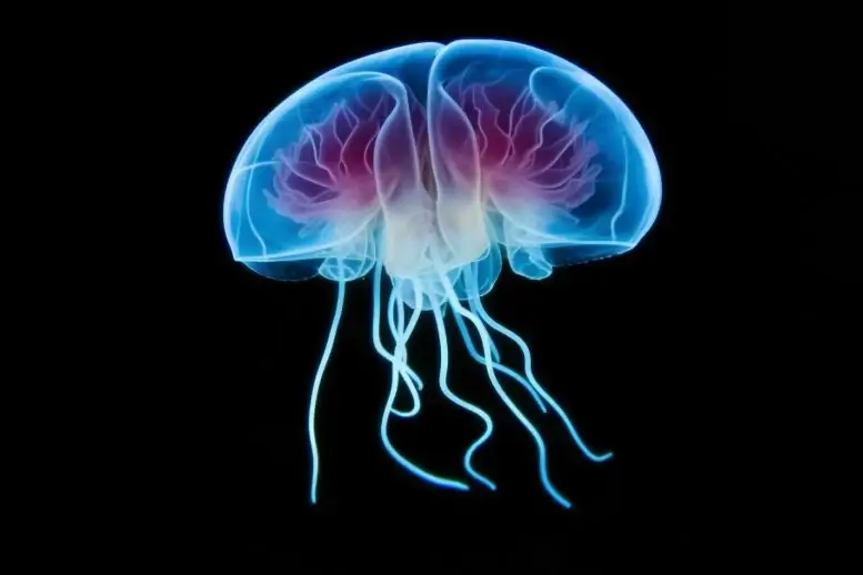 Jellyfish Characteristics