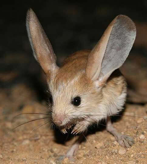 Jerboa Characteristics