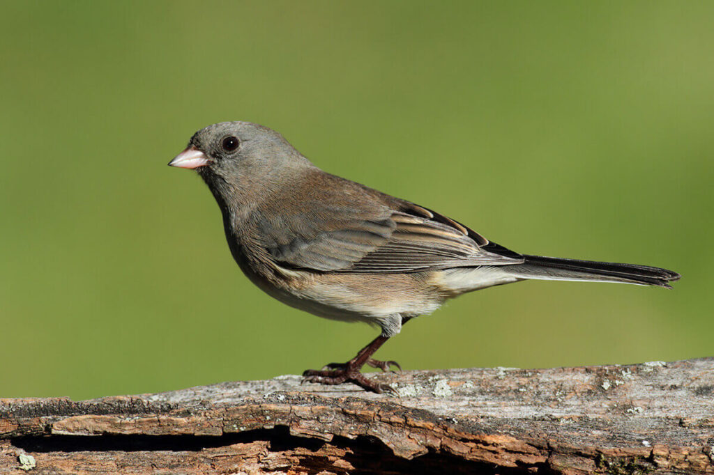 Junco