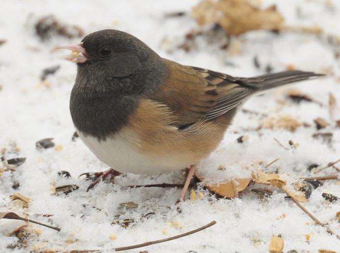 Junco Characteristics