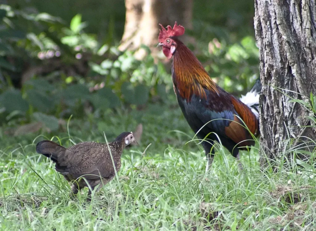 Junglefowl Behavior