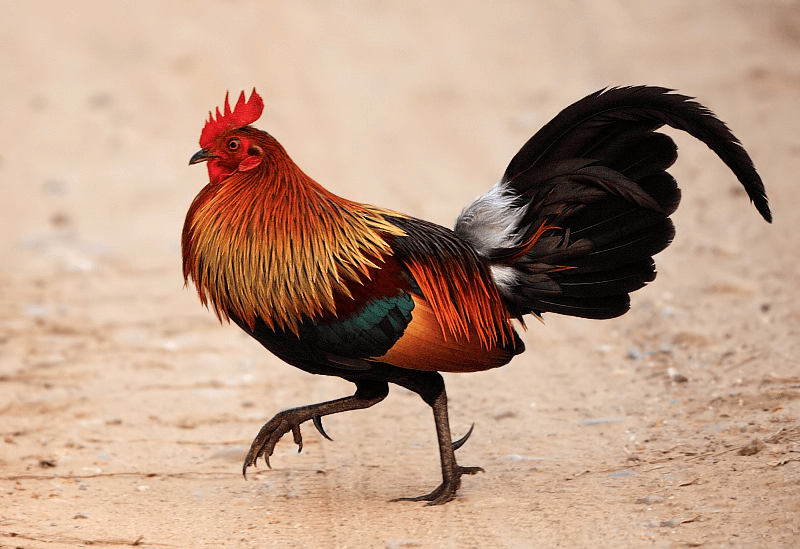 Junglefowl Characteristics