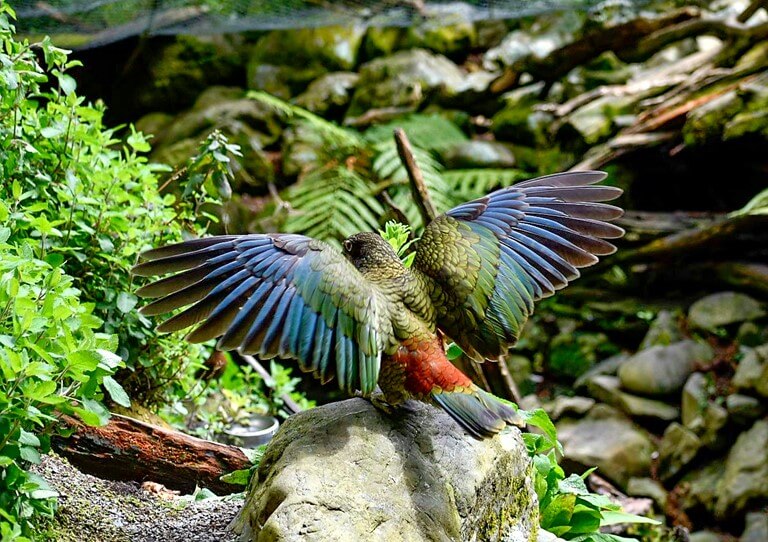 Kea Behavior