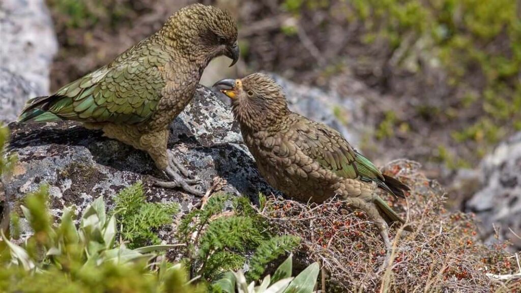 Kea Characteristics