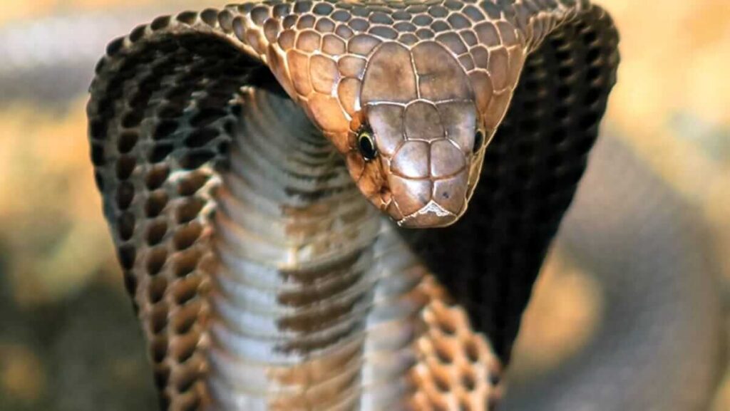 King Cobra