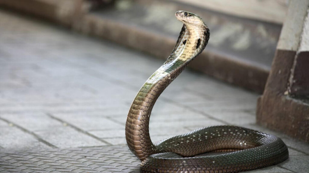 King Cobra Behavior