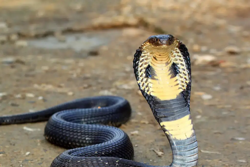 King Cobra Characteristics