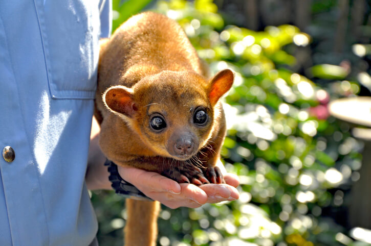 Kinkajou Behavior