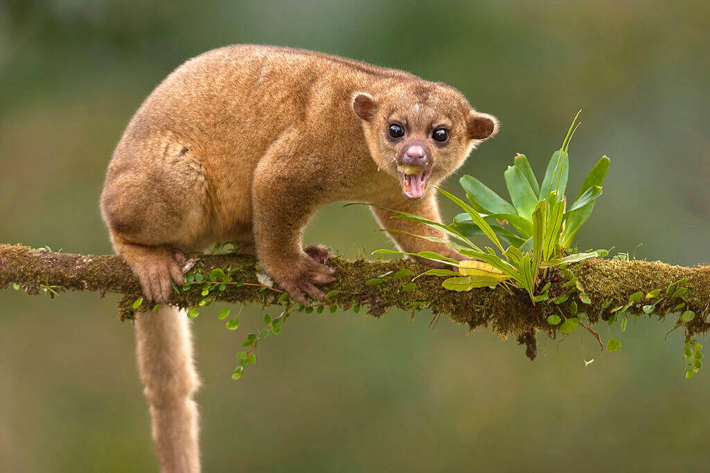 Kinkajou Characteristics