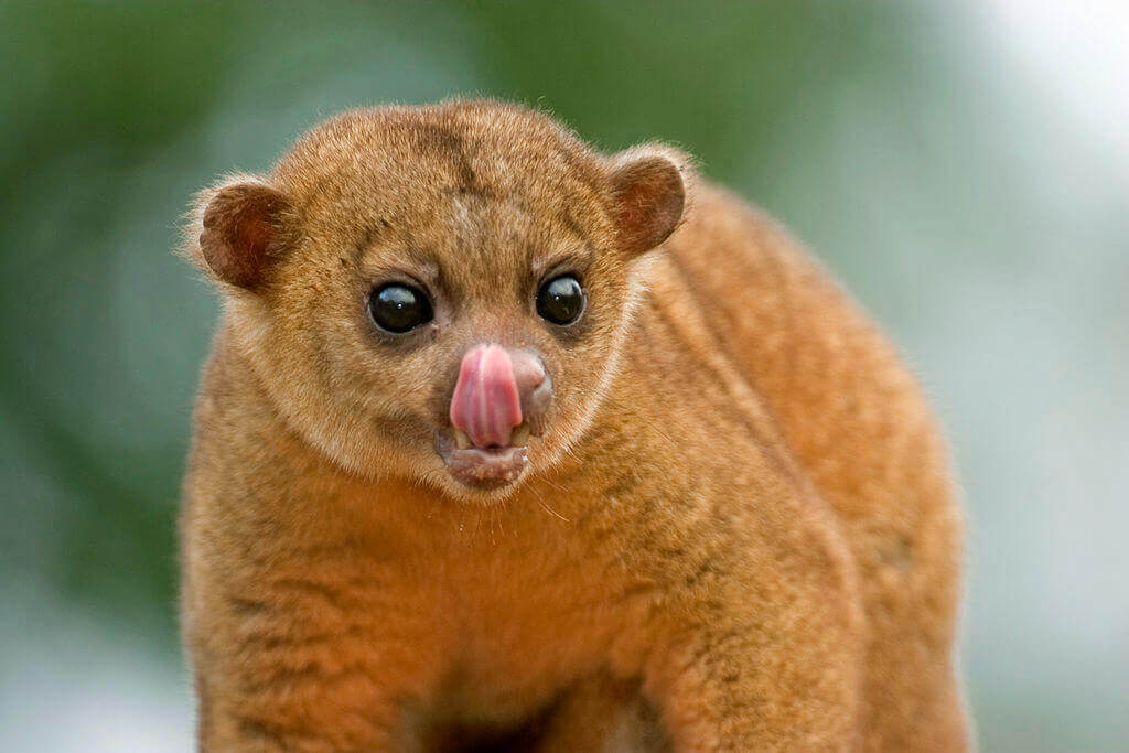 Kinkajou