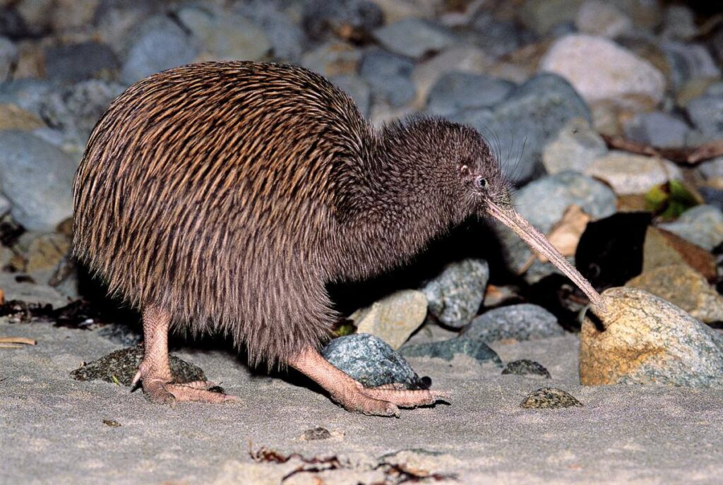 Kiwi