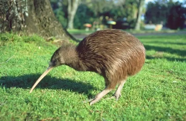 Kiwi Characteristics