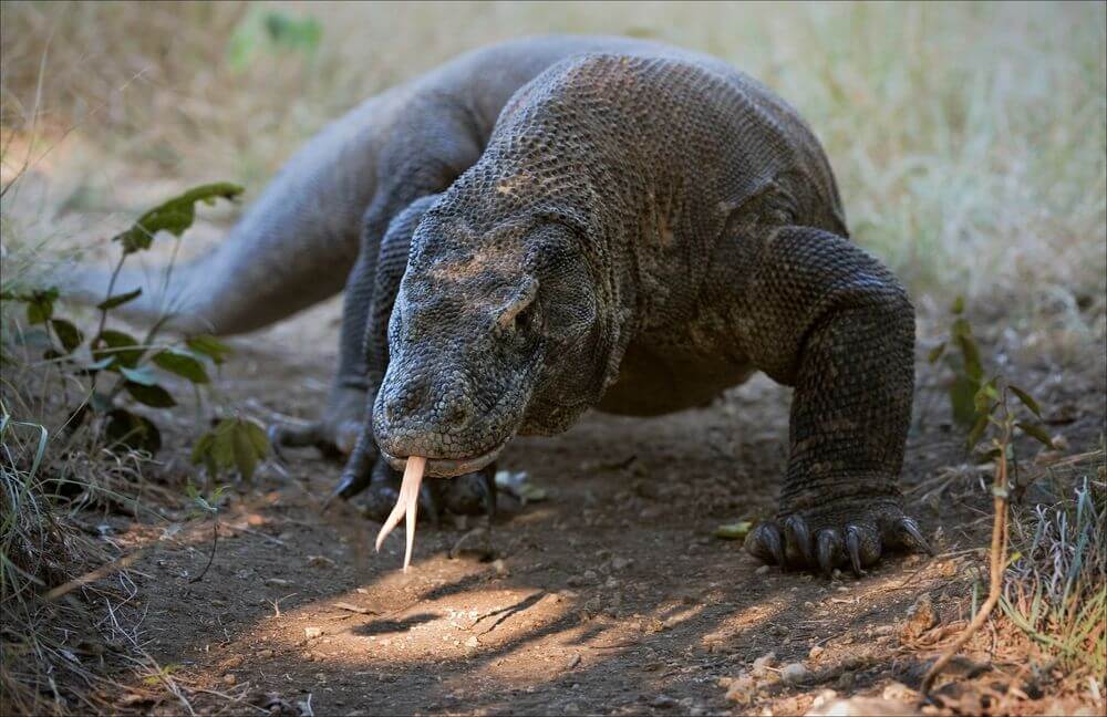 Komodo Dragon Behavior