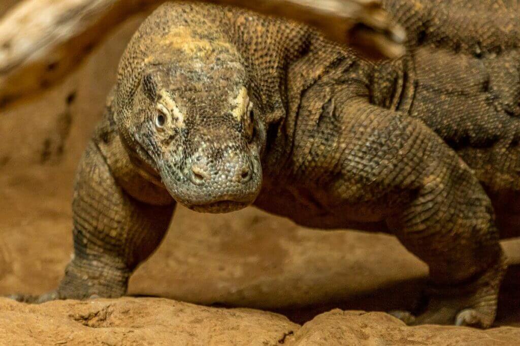 Komodo Dragon Characteristics