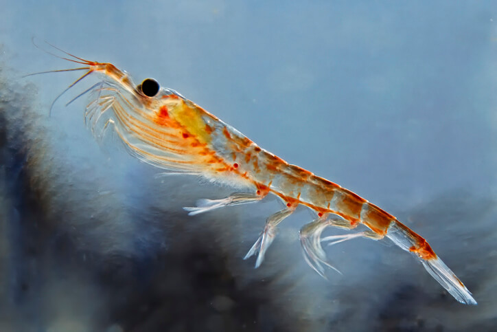 Krill Behavior