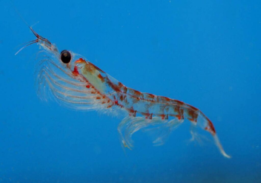 Krill Characteristics