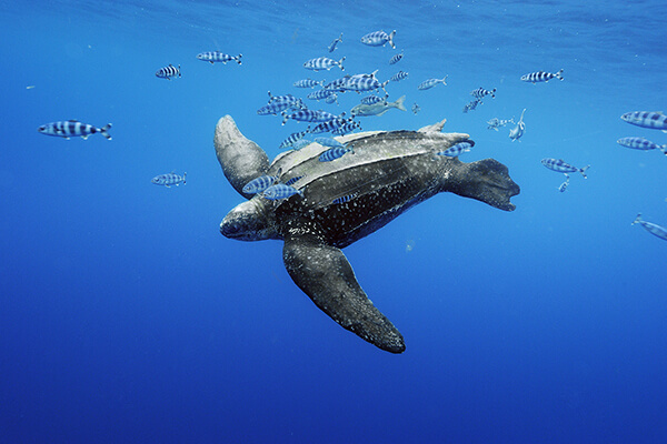 Leatherback Sea Turtle Behavior