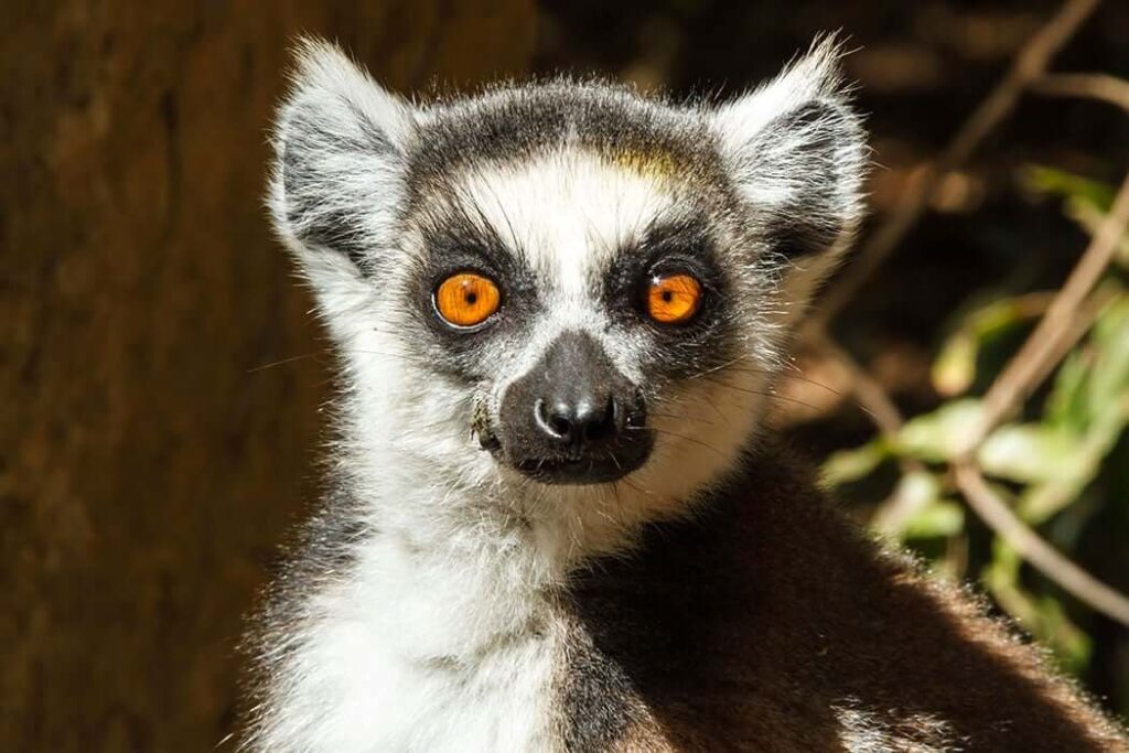 Lemur Behavior