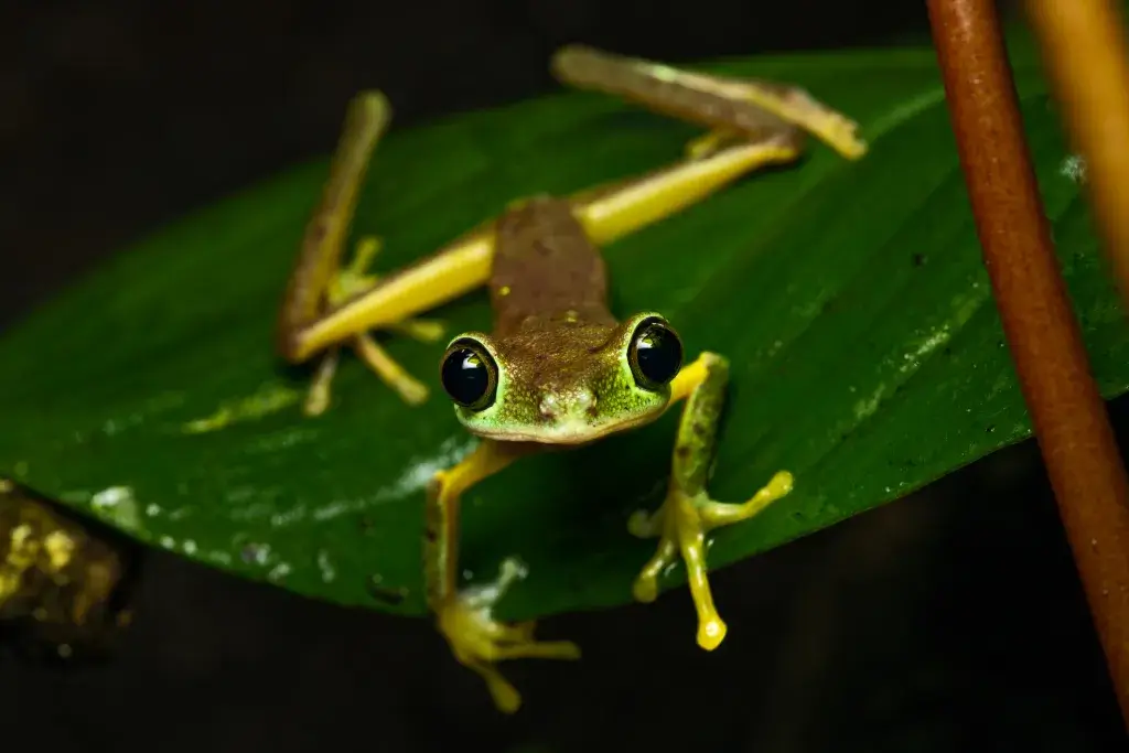 Lemur Leaf Frog Behavior