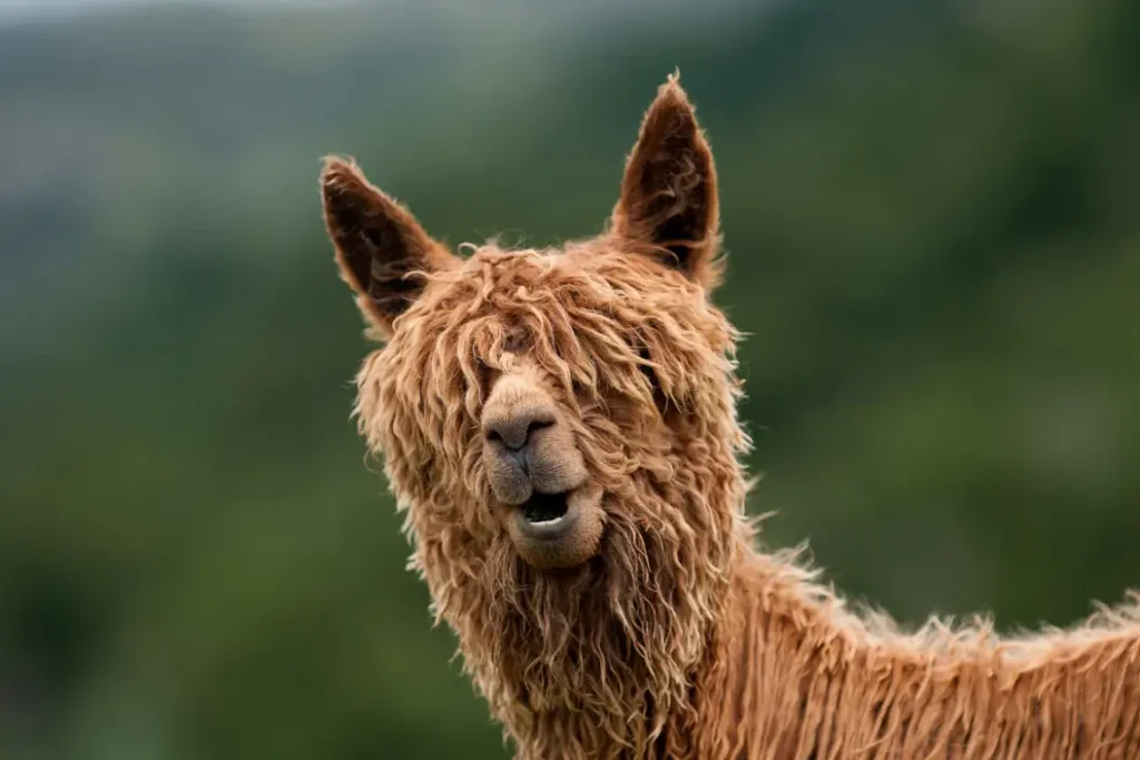 Llama Behavior