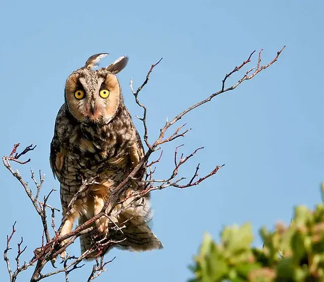 Long-Eared Owl Behavior