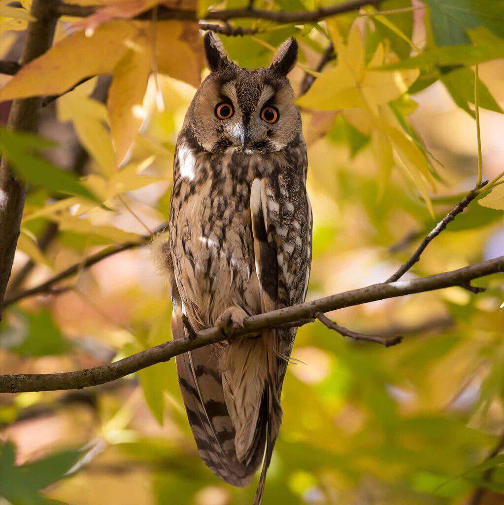 Long-Eared Owl Characteristics