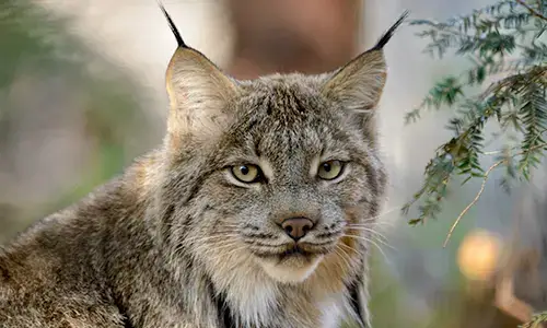 Lynx Characteristics