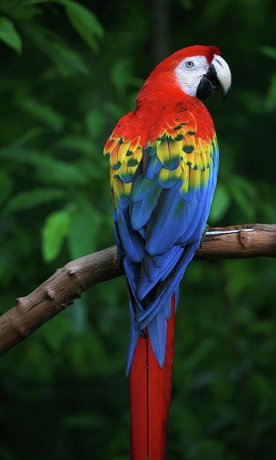 Macaw Behavior