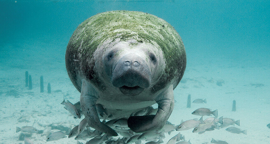 Manatee