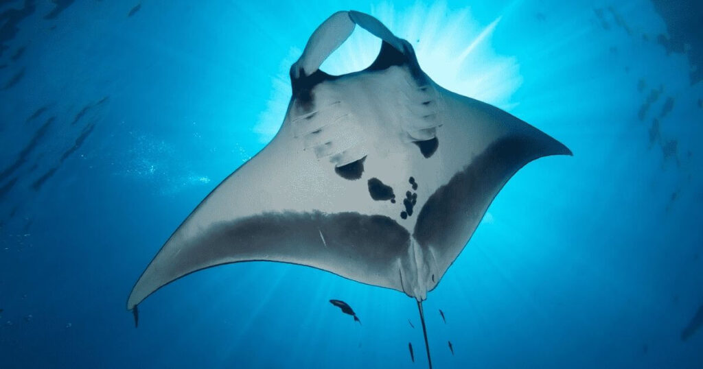 Manta Ray