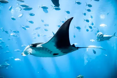 Manta Ray Behavior