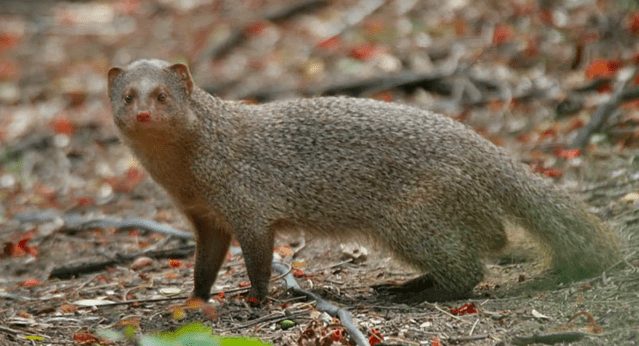 Mongoose Characteristics