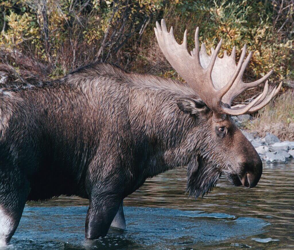 Moose Characteristics