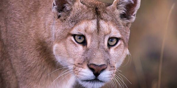 Mountain Lion (Cougar) Behavior