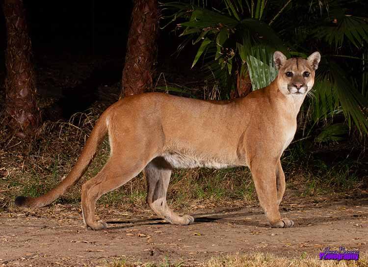 Mountain Lion (Cougar) Characteristics