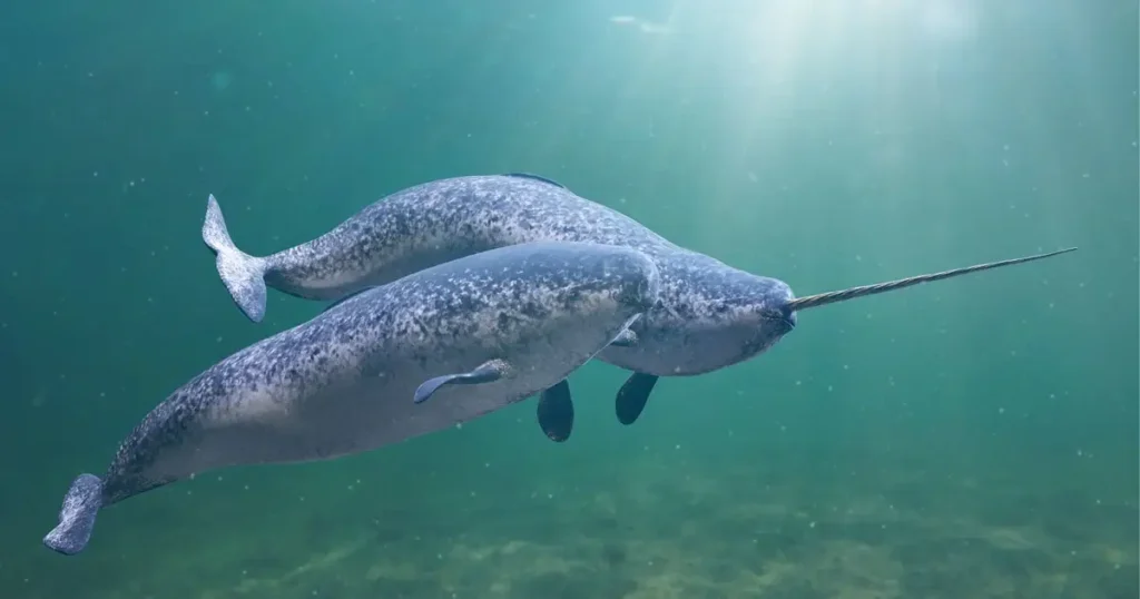 Narwhal