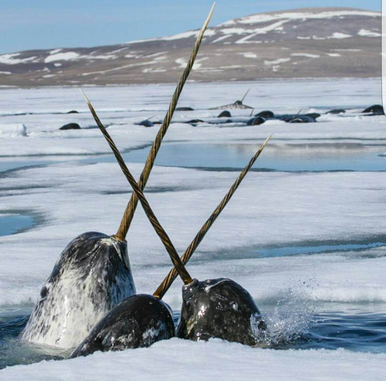 Narwhal Behavior