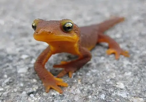 Newt Behavior