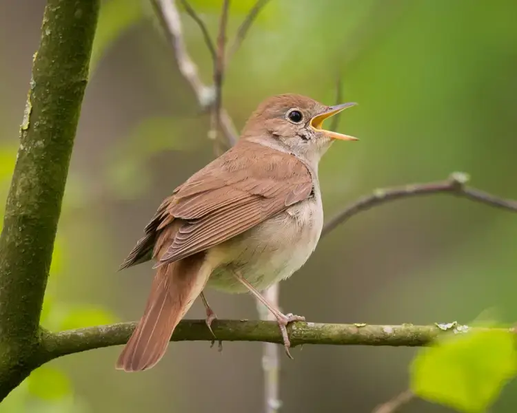 Nightingale Behavior