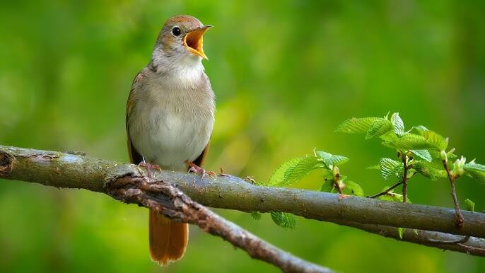 Nightingale Characteristics