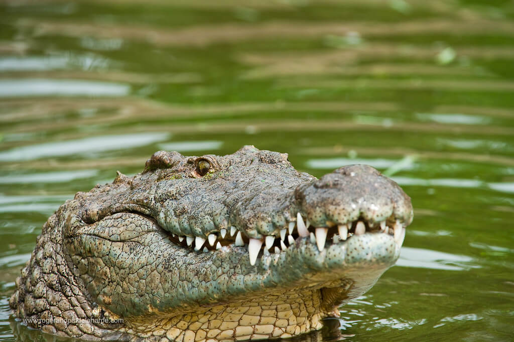 Nile Crocodile Behavior