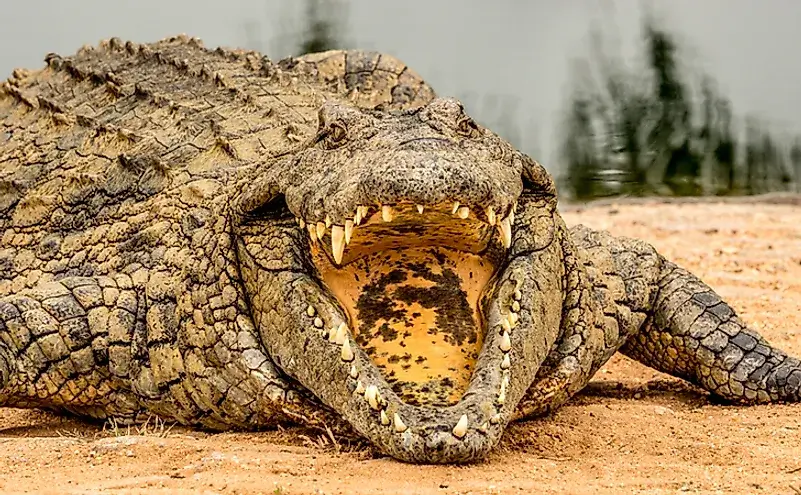 Nile Crocodile Characteristics